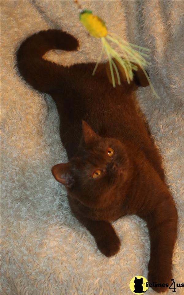 BritishRoyalCats.com Picture 3